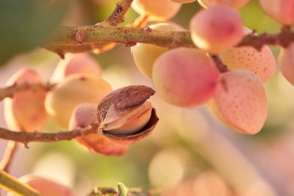 A pistachio ripening on a tree.