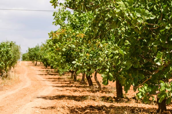 A row of pistachio trees in an orchard.