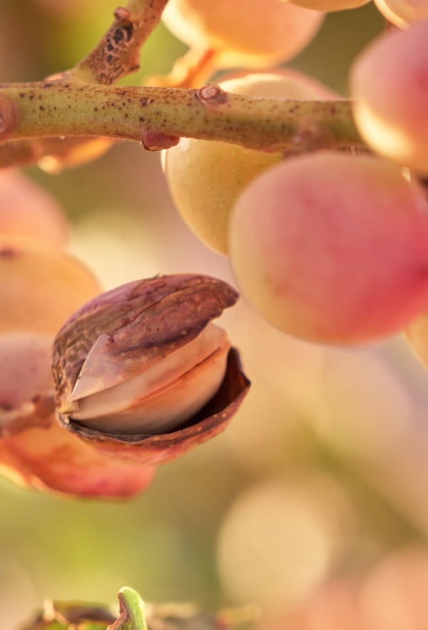 A pistachio ripening on a tree.