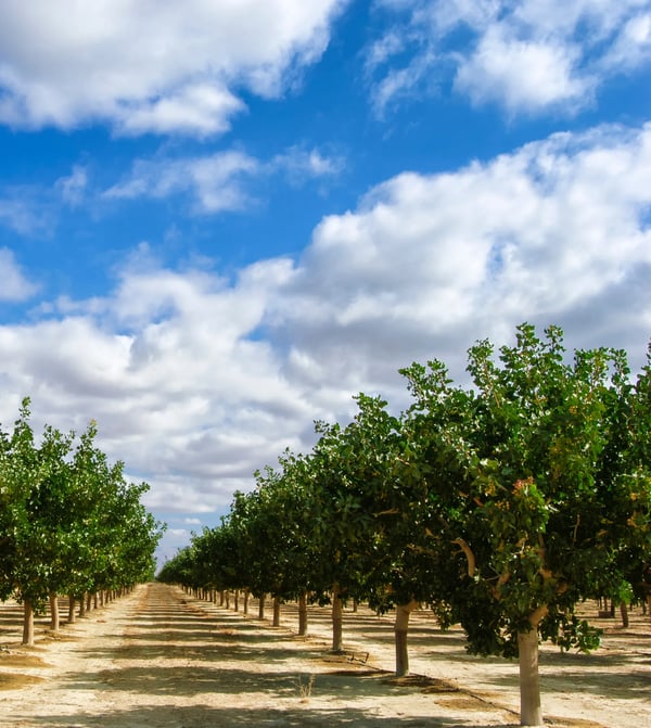 A pistachio orchard row with a blue sky background.