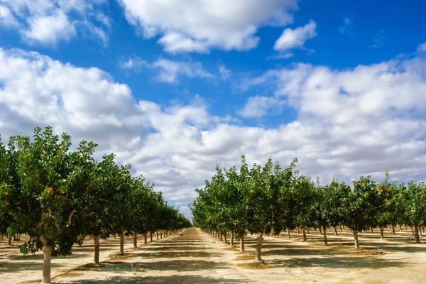 A pistachio orchard row with a blue sky background.