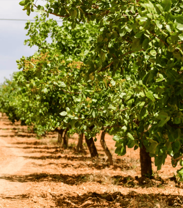 A row of pistachio trees in an orchard.