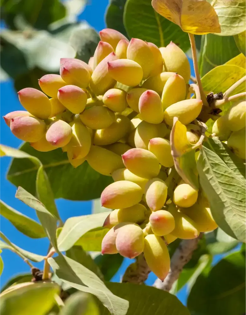 pistachio-tree